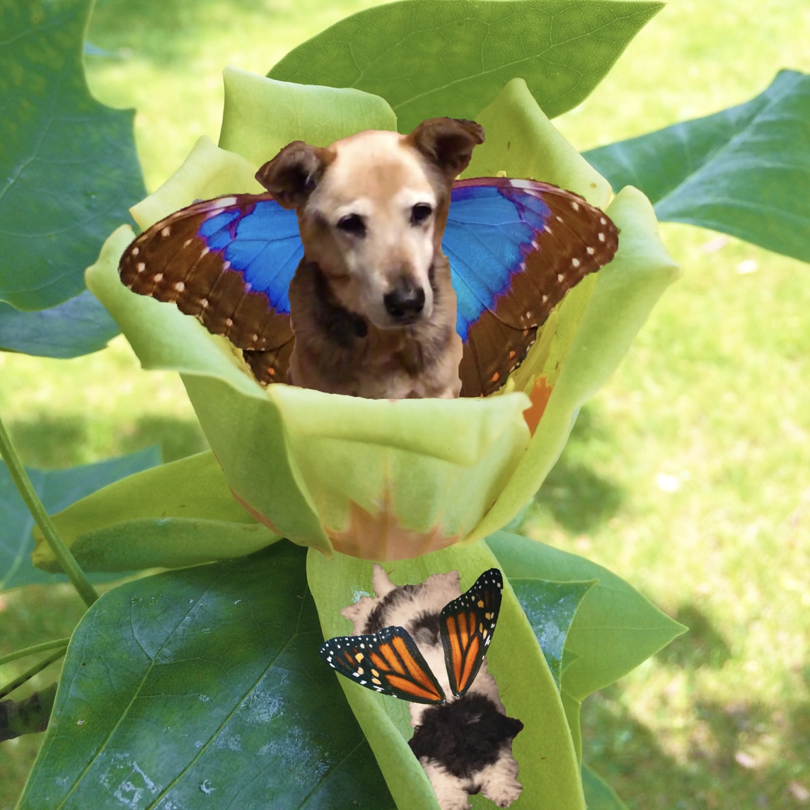 Two dogs with butterfly wings on a flower