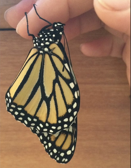 A close up picture of monarch butterfly hanging off a hand