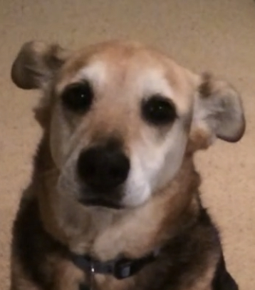 A German shepherd and yellow lab mix dog