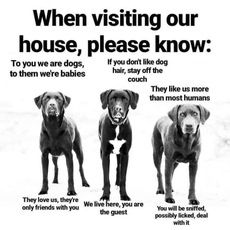 A poster with 3 short paragraphs above and below three labrador dogs against a white background